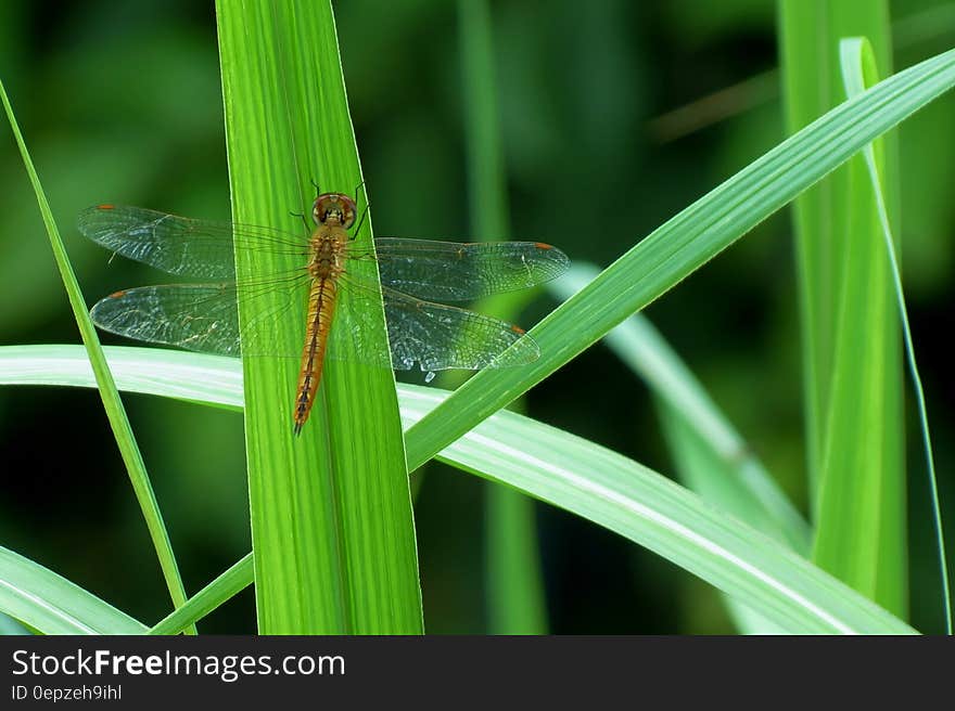 Close up of flying insect on blade of green grass in sunny garden. Close up of flying insect on blade of green grass in sunny garden.