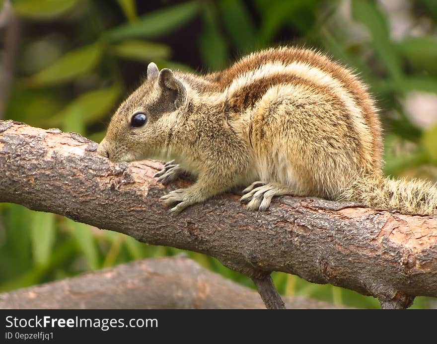 Portrait of striped squirrel on tree branch on sunny day. Portrait of striped squirrel on tree branch on sunny day.