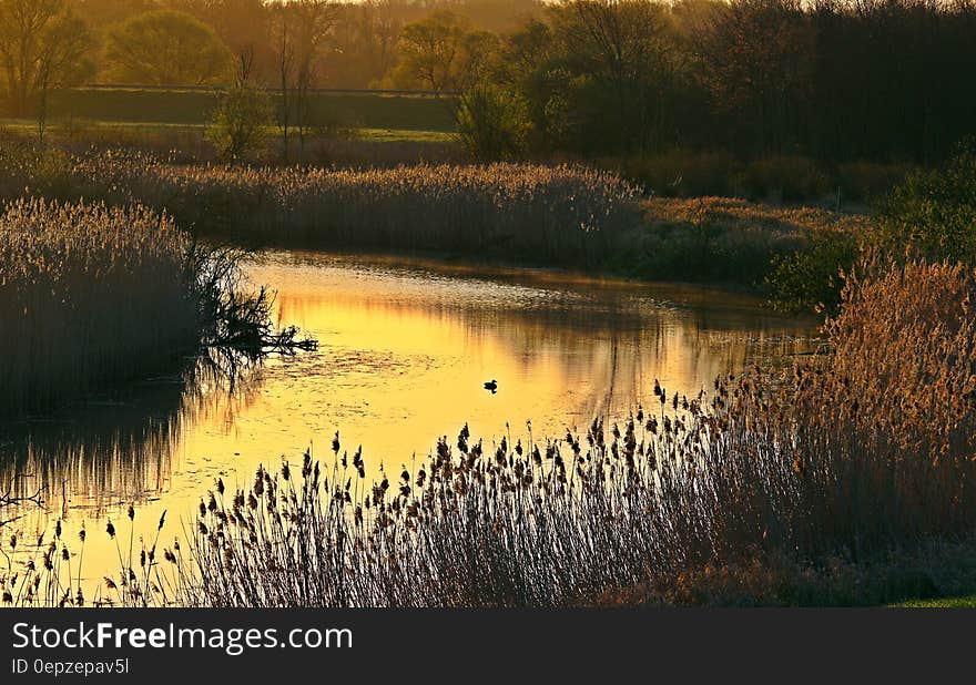 Flowing Water in a Riverside Near Brown Grass