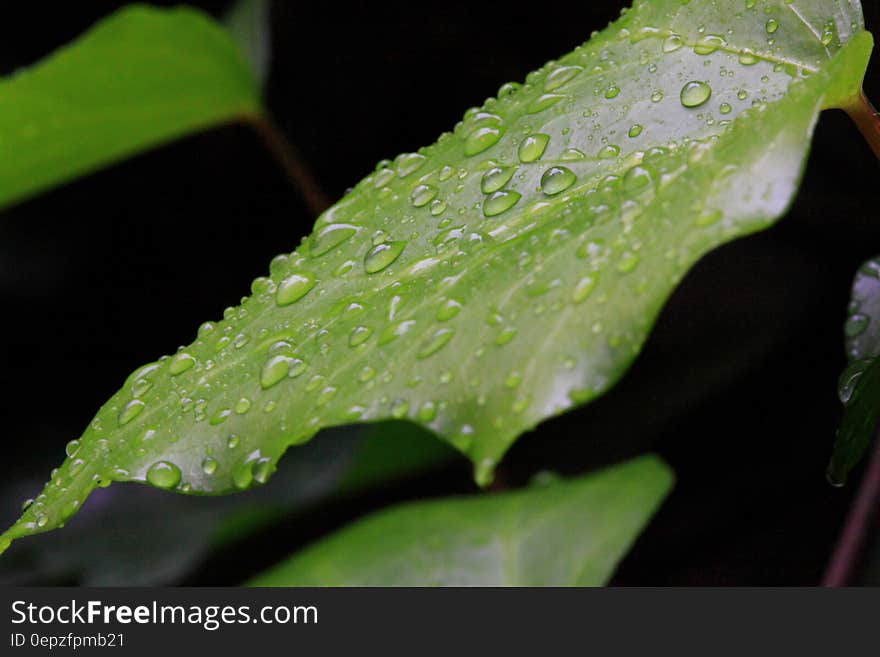 Close up of green leaves with raindrops. Close up of green leaves with raindrops.