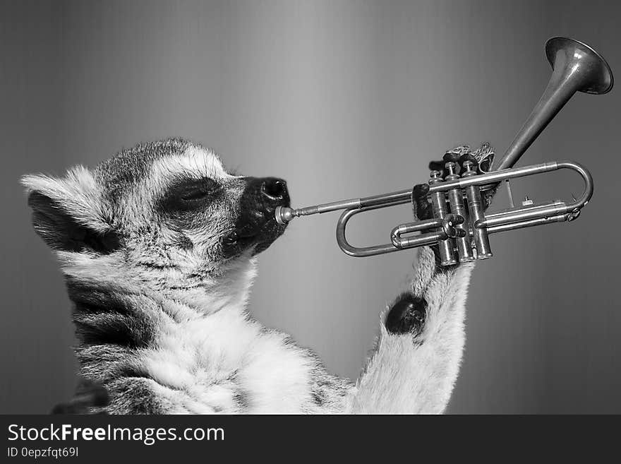 Portrait of lemur playing trumpet in black and white.