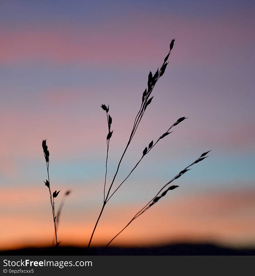 Silhouette of blades of grass against skies at sunset. Silhouette of blades of grass against skies at sunset.