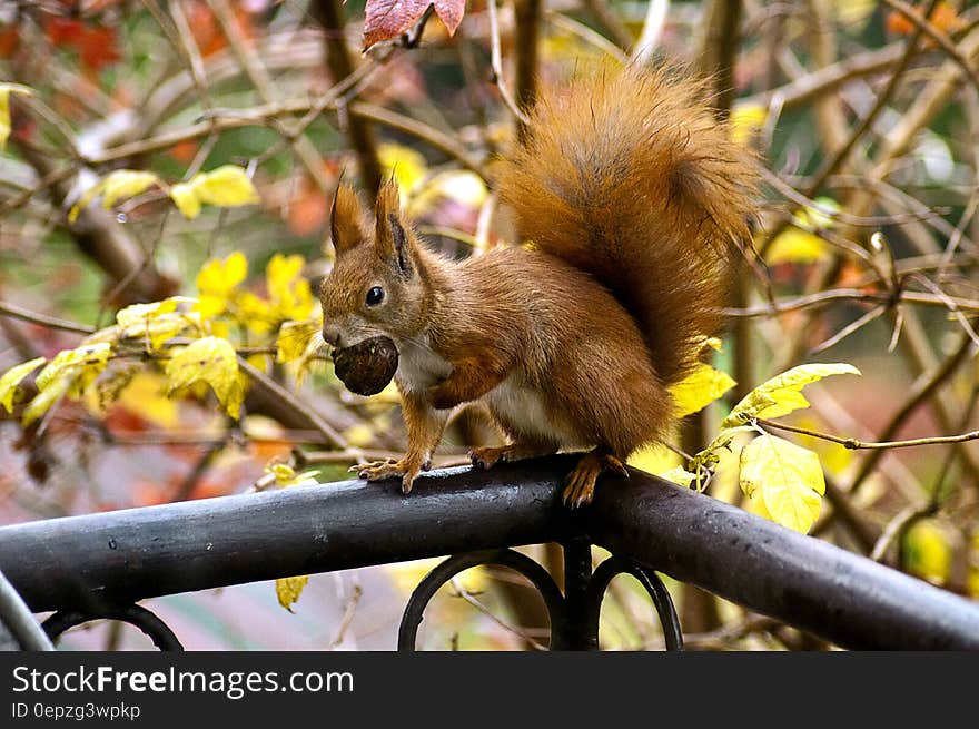 Squirrel Eating Acorn