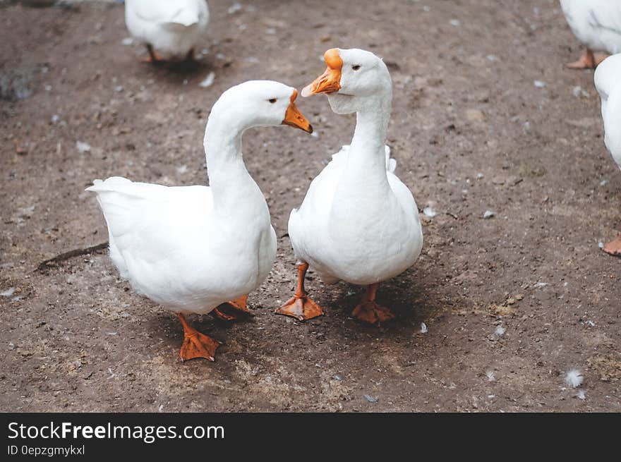 White geese on dirt ground on sunny day. White geese on dirt ground on sunny day.