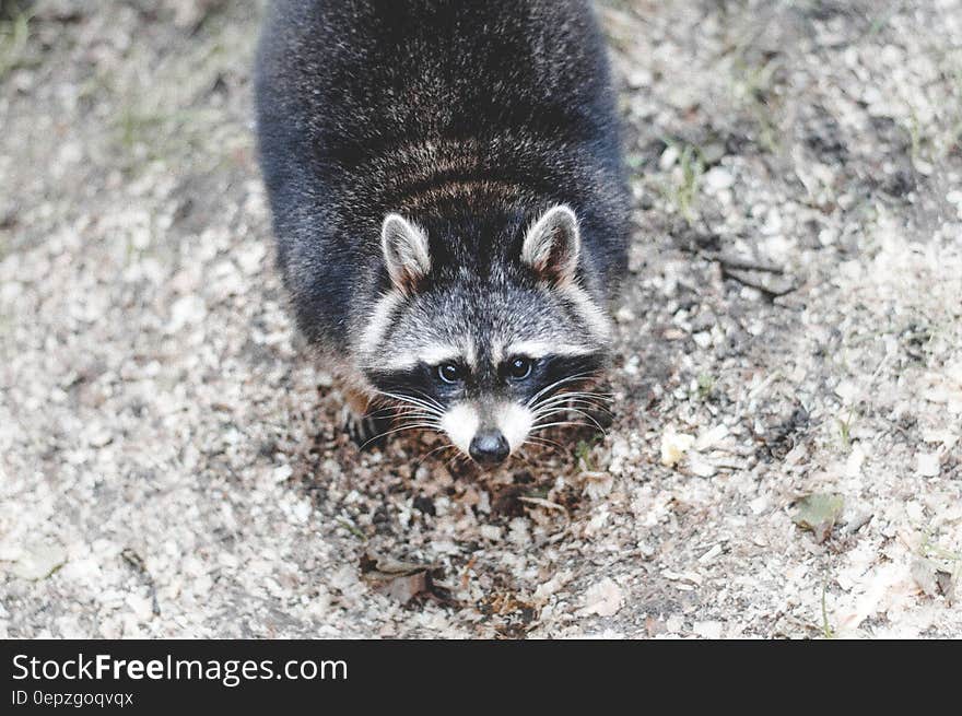 Portrait of raccoon on ground from above. Portrait of raccoon on ground from above.