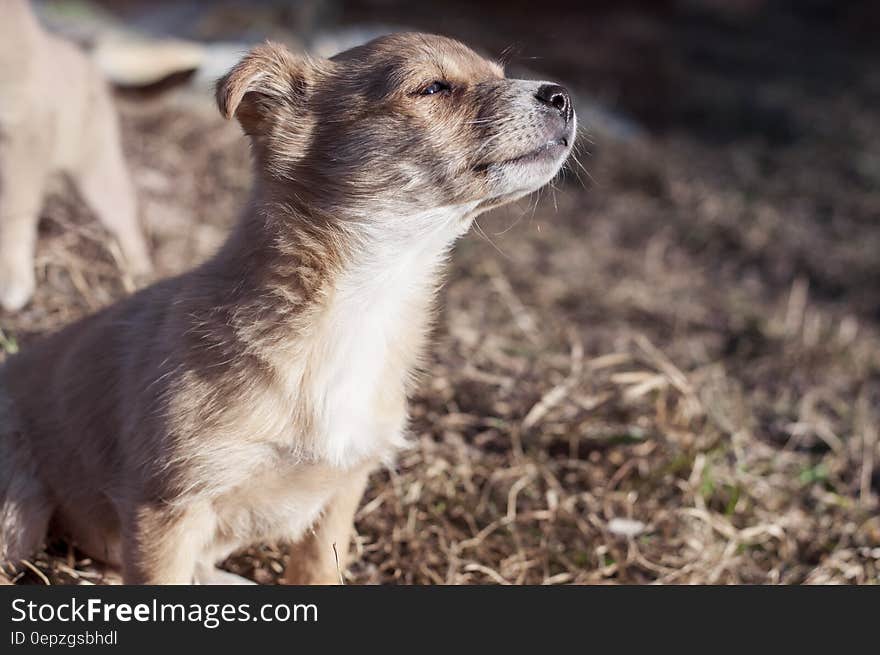 Portrait of young brown puppy outdoors in sunshine. Portrait of young brown puppy outdoors in sunshine.