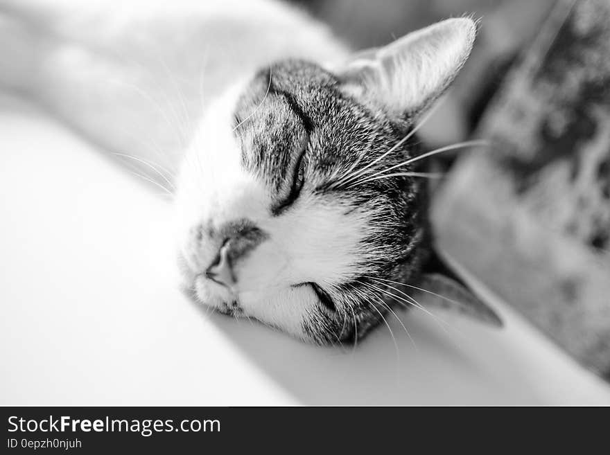 Brown White Short Fur Cat Lying on White Textile