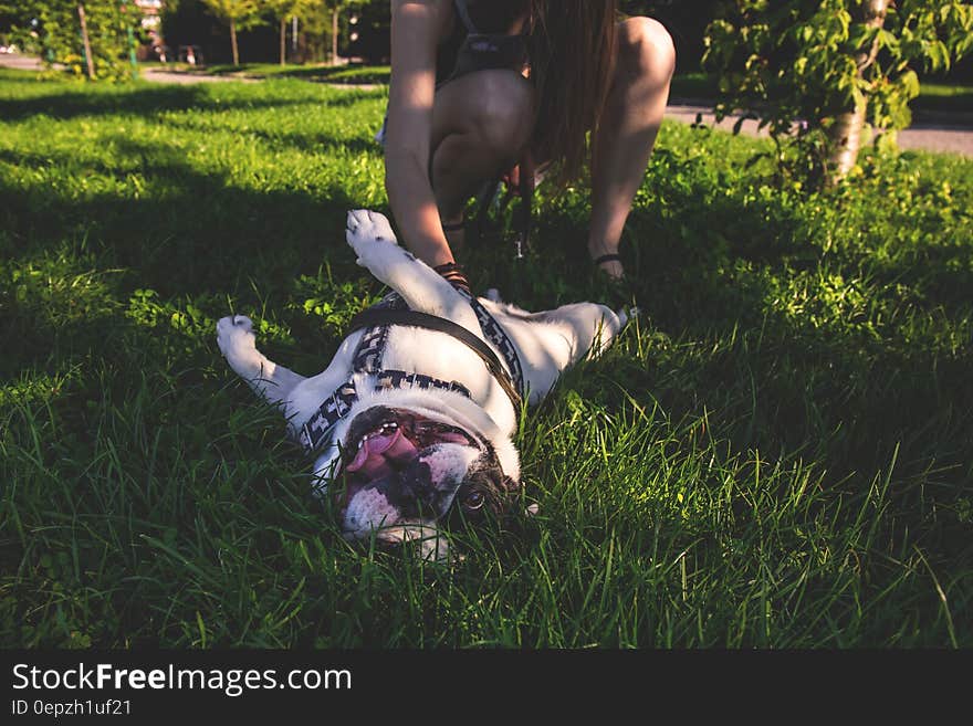 White and Brown American Bulldog Playing With Owner