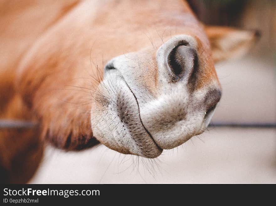 Close up of nose on brown horse on sunny day. Close up of nose on brown horse on sunny day.