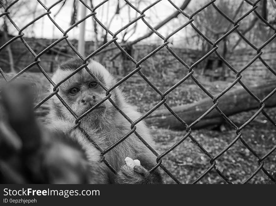 Monkey Behind Wire Mesh Fence