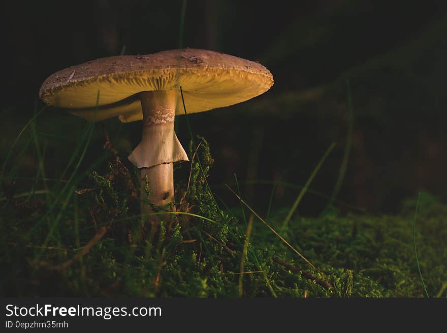 Brown Fungus Surrounded With Grass