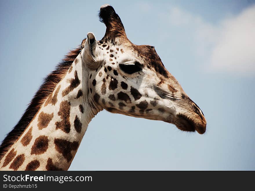 White and Brown Giraffe