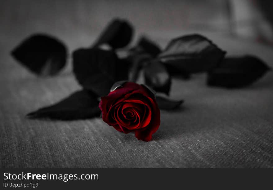 Red Rose With Black Leaves on Grey Textile