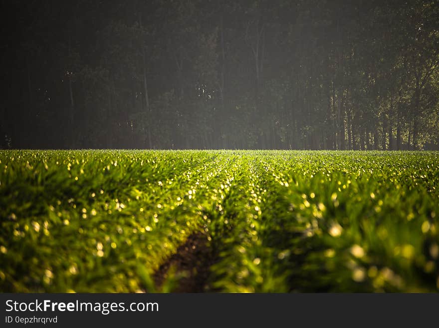 Green farm fields with crops on sunny day. Green farm fields with crops on sunny day.