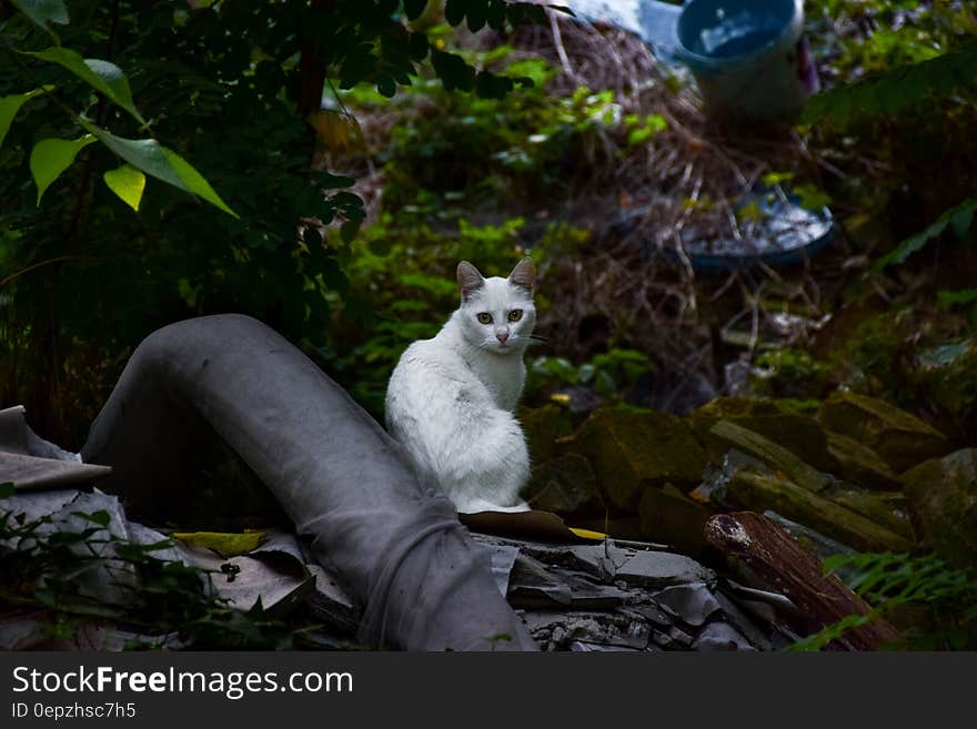 White Short Fur Cat