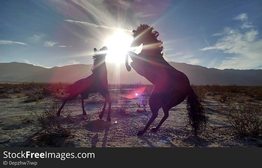 Silhouettes of 2 Horse Near Mountain during Daytime