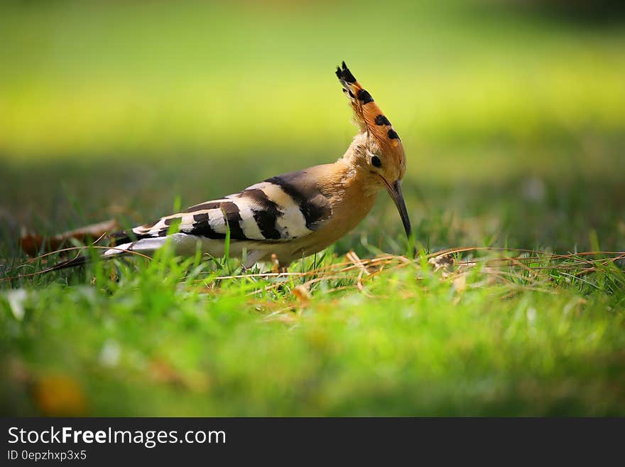 Selective Focus Photography of Brown Black and White Long Beak Bird on Green Grass