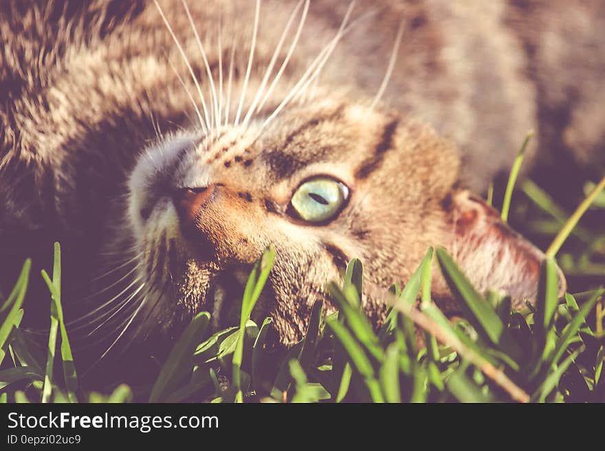 Brown Cat Laying on Grass