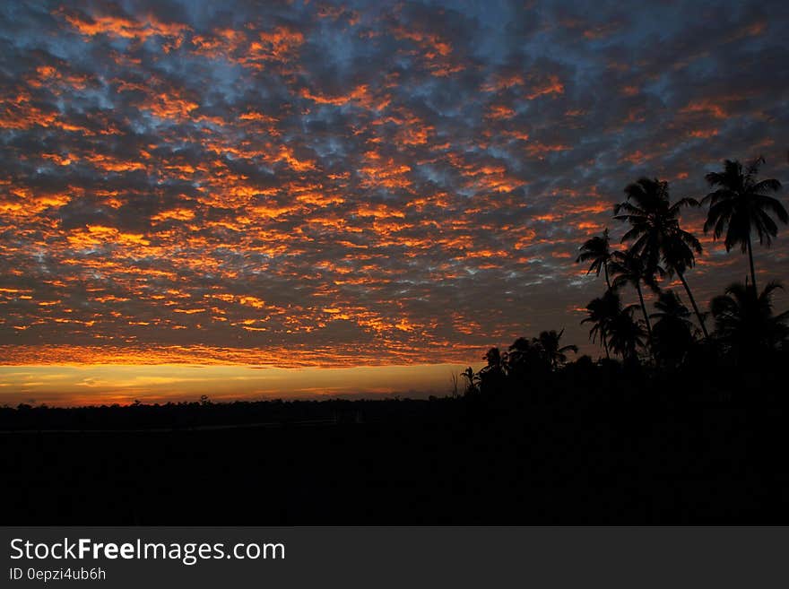 Coconut Trees Under Light and Dark Sky during Sunset