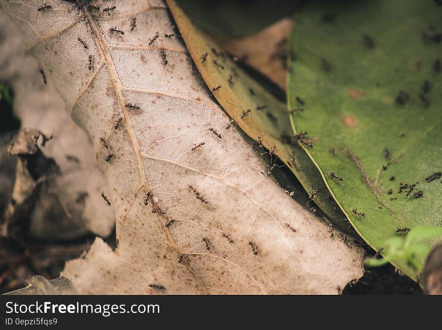 Ants on Brown and Green Leaves