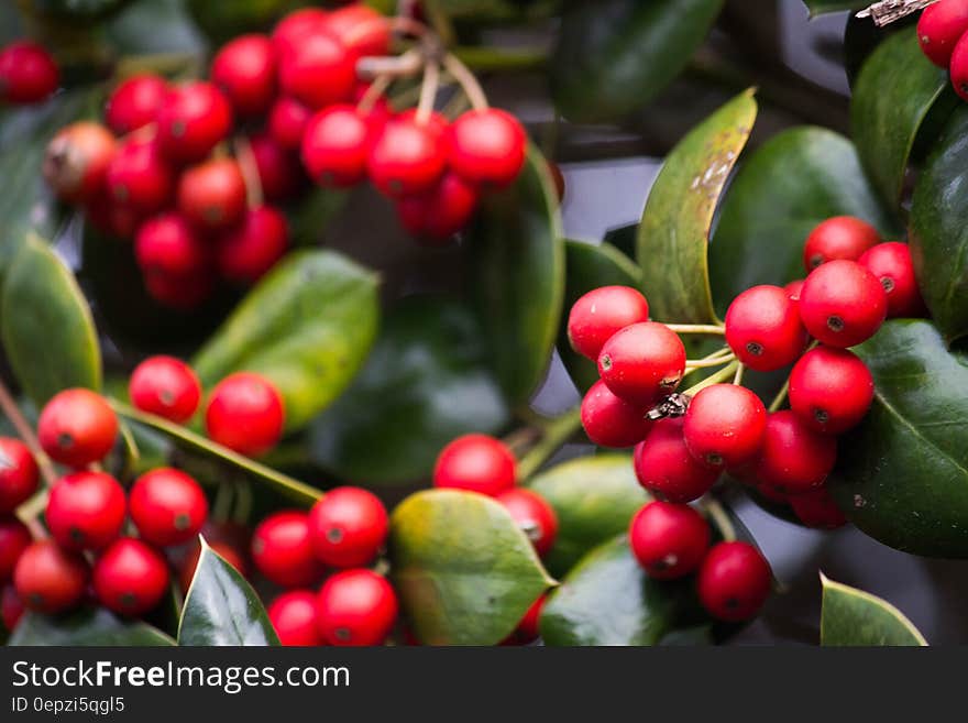 Close Up Photography of Red Round Fruit