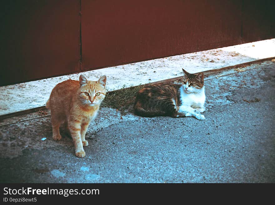 Orange Tabby Cat Beside Brown Tabby Cat in Gray Concrete Road