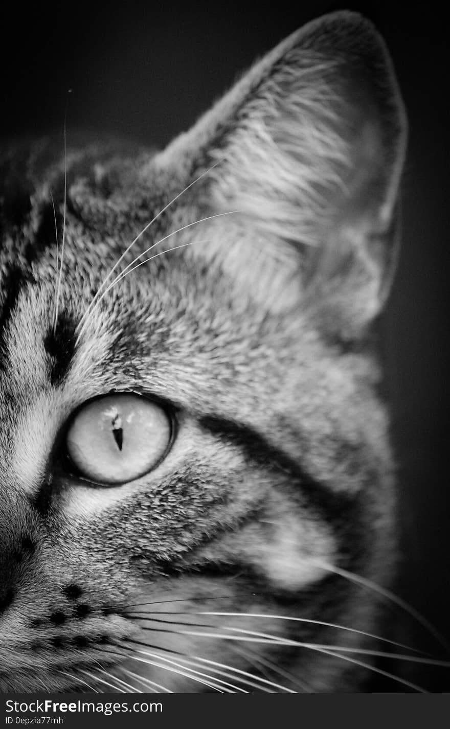 Close Photography and Grayscale Photography of Tabby Cat