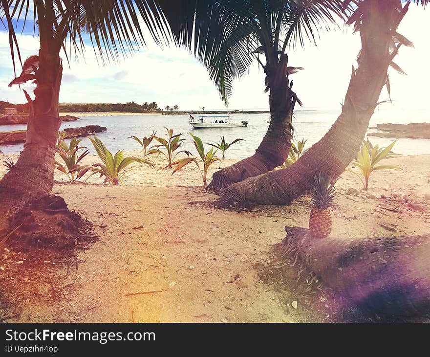 3 Coconut Trees Near the Beach Shore Line during Day Time