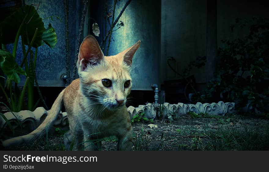 Photography of Orange Cat Near Green Plant