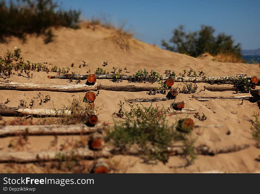 Sand dunes with vegetation over wooden logs on sunny day. Sand dunes with vegetation over wooden logs on sunny day.