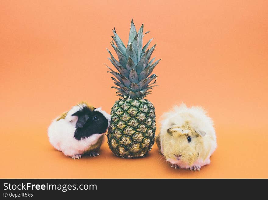 Pineapple Fruit Between 2 Guinea Pig