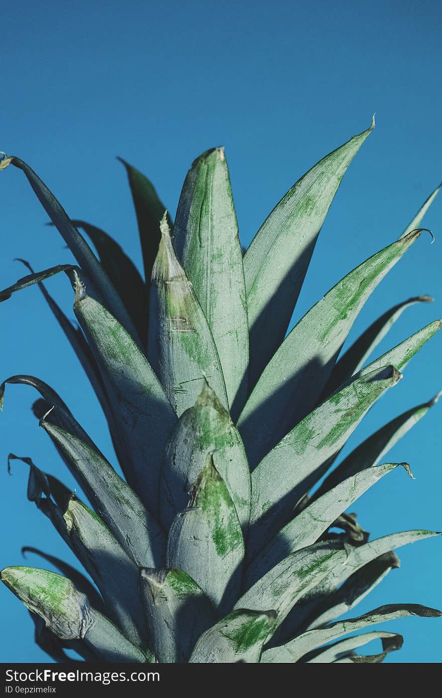 Close Up Photography of Pineapple Crown