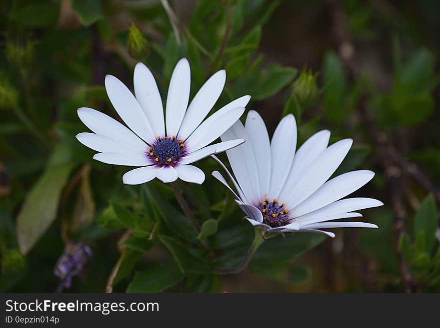 White Petal Flower