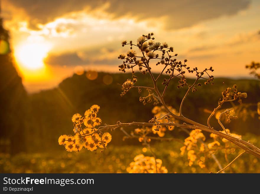 White Petaled Flowers at Golden Hour