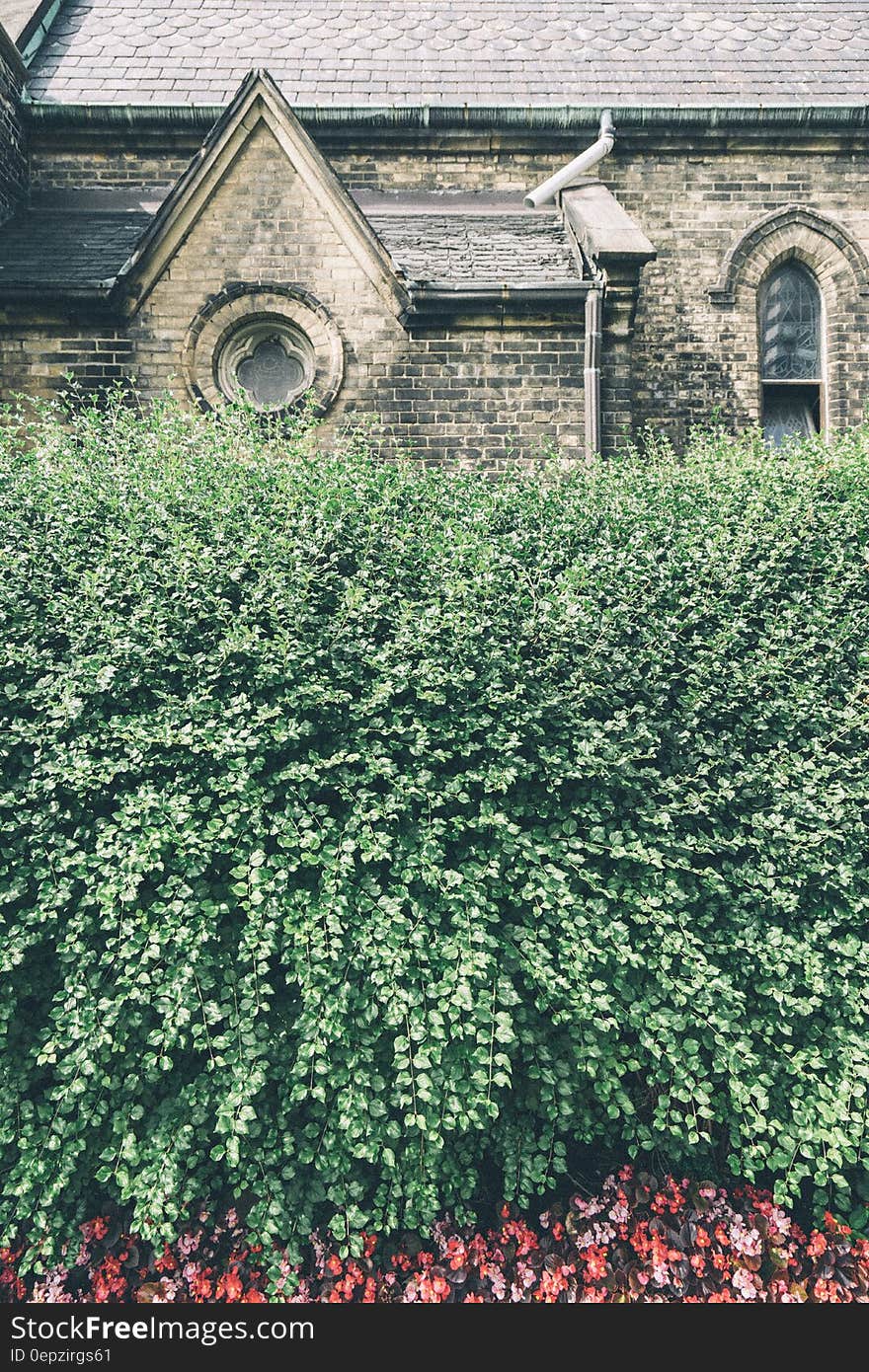 Green Leaf Wall of Gray and Black Bricks House during Daytime