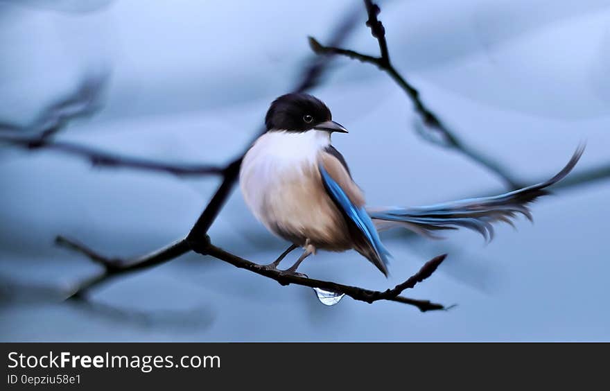 Close up of small songbird in damp tree branch. Close up of small songbird in damp tree branch.