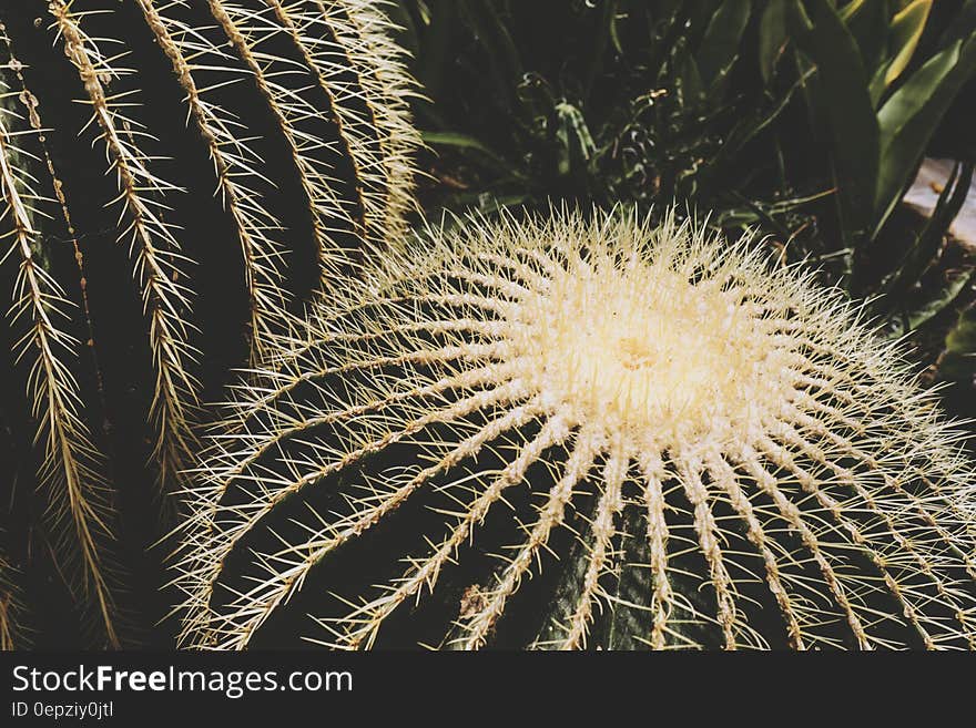 Close up of cactus plant.