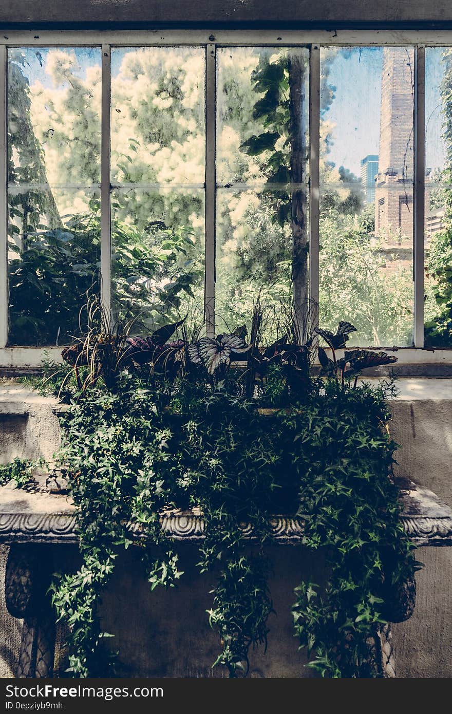 Green Leaf Plant Near Window Pane