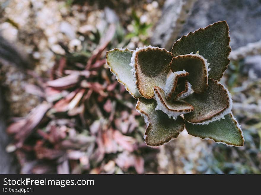 Selective Focus Photo of Green Leaf Plant