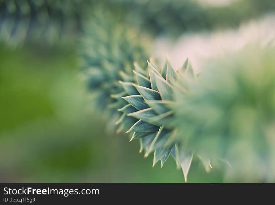 Green Succulent Plant in Close Up Photography