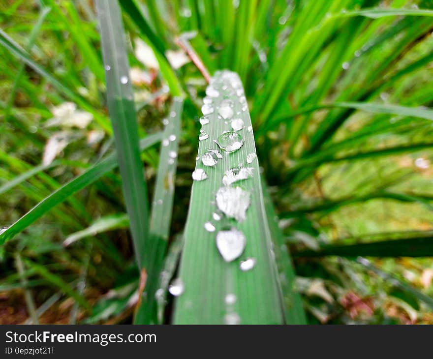 Green Plant