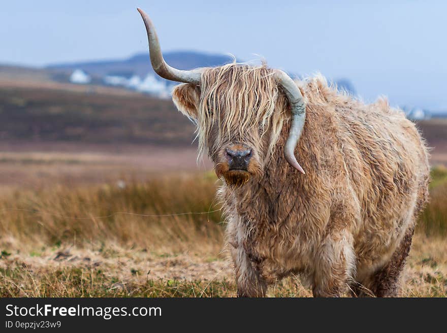 Tilt Shift Photography of Brown With Horns 4 Legged Animal at Daytime