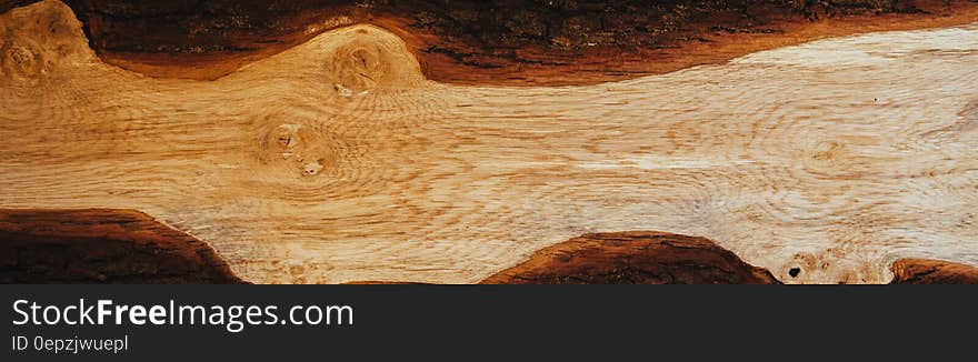 Close up of cut wood grain and bark. Close up of cut wood grain and bark.