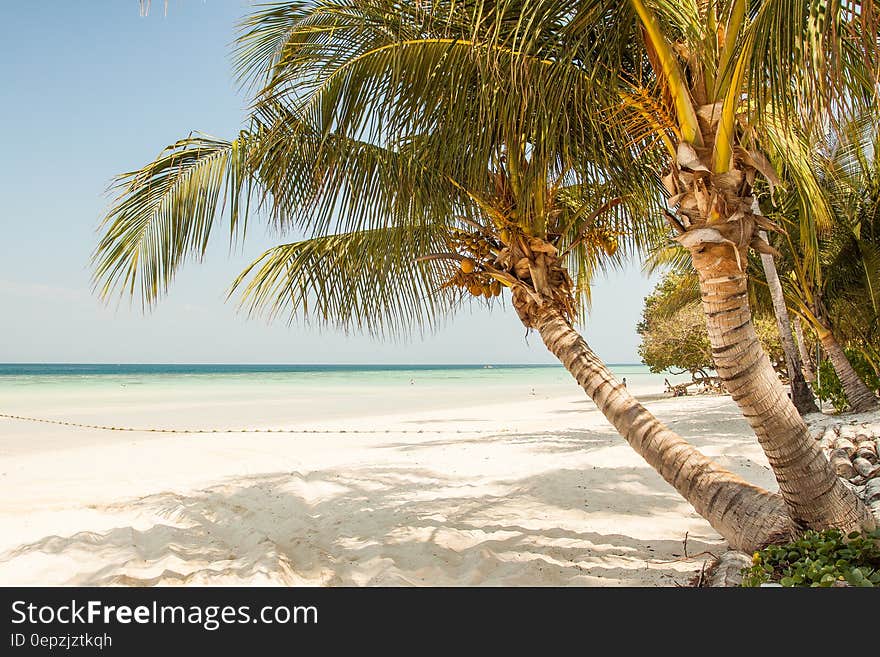 Seashore With Coconut Tree Under Blue Sky during Daytime