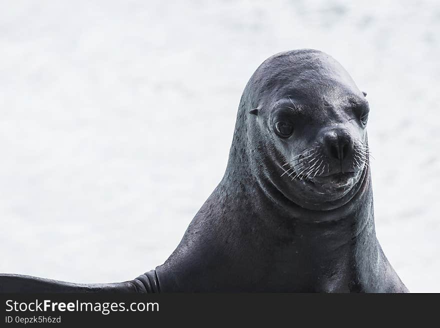 Portrait of sea lion with white background and copy space. Portrait of sea lion with white background and copy space.