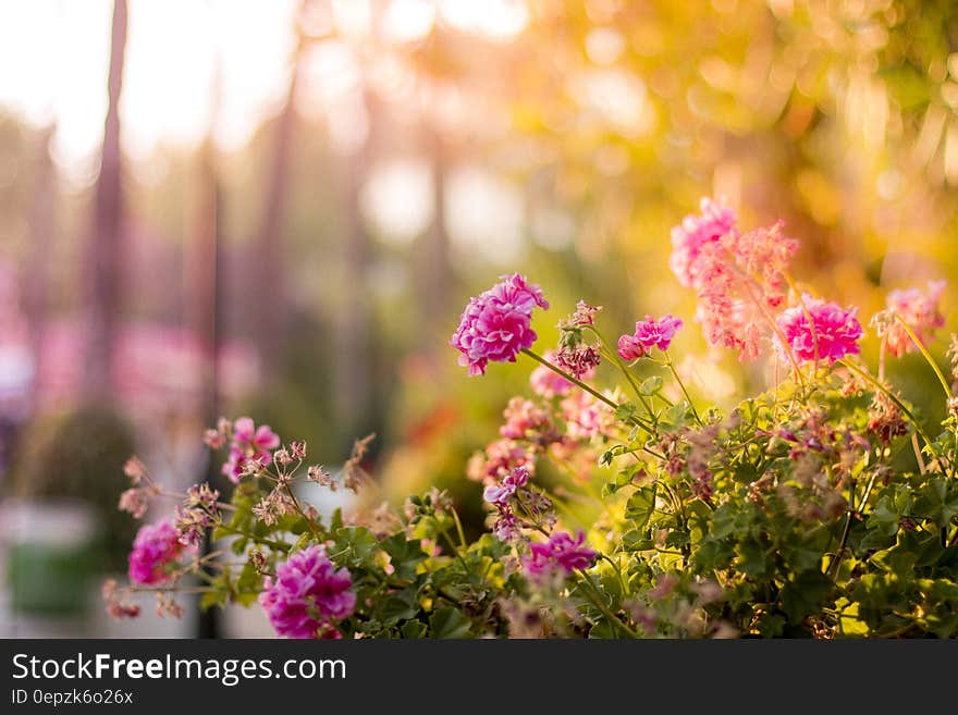 Pink flowers booming in sunny garden bed. Pink flowers booming in sunny garden bed.