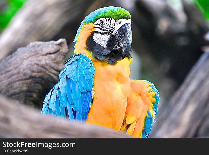 Yellow and blue parrot with green crest on branch.