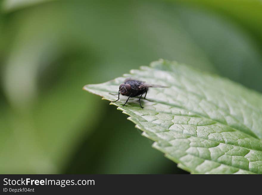 Closeup of housefly on green leaf. Closeup of housefly on green leaf.