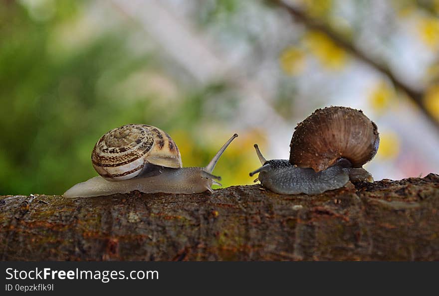 2 Snail Facing Each Other