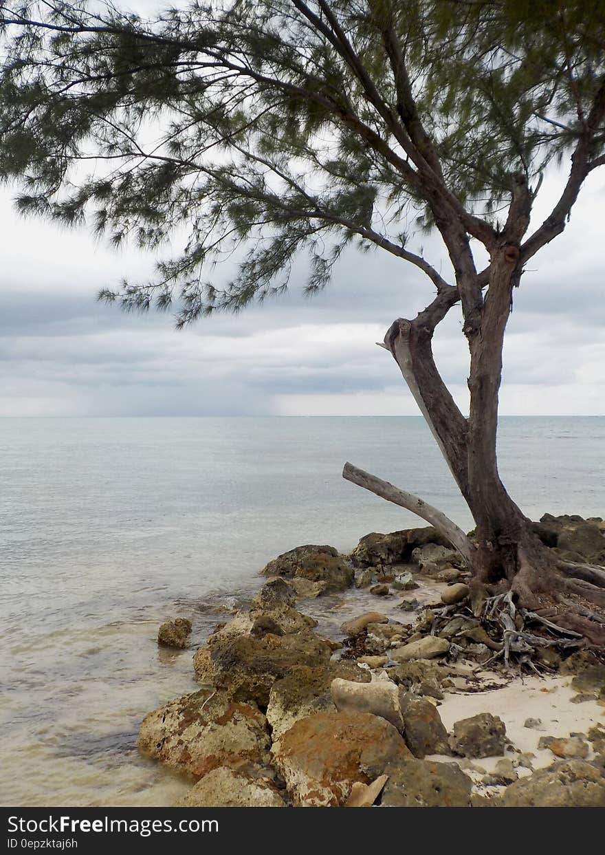 Lone Tree by the Shore